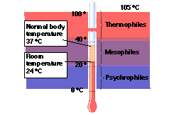 at what temperature do fat cells die