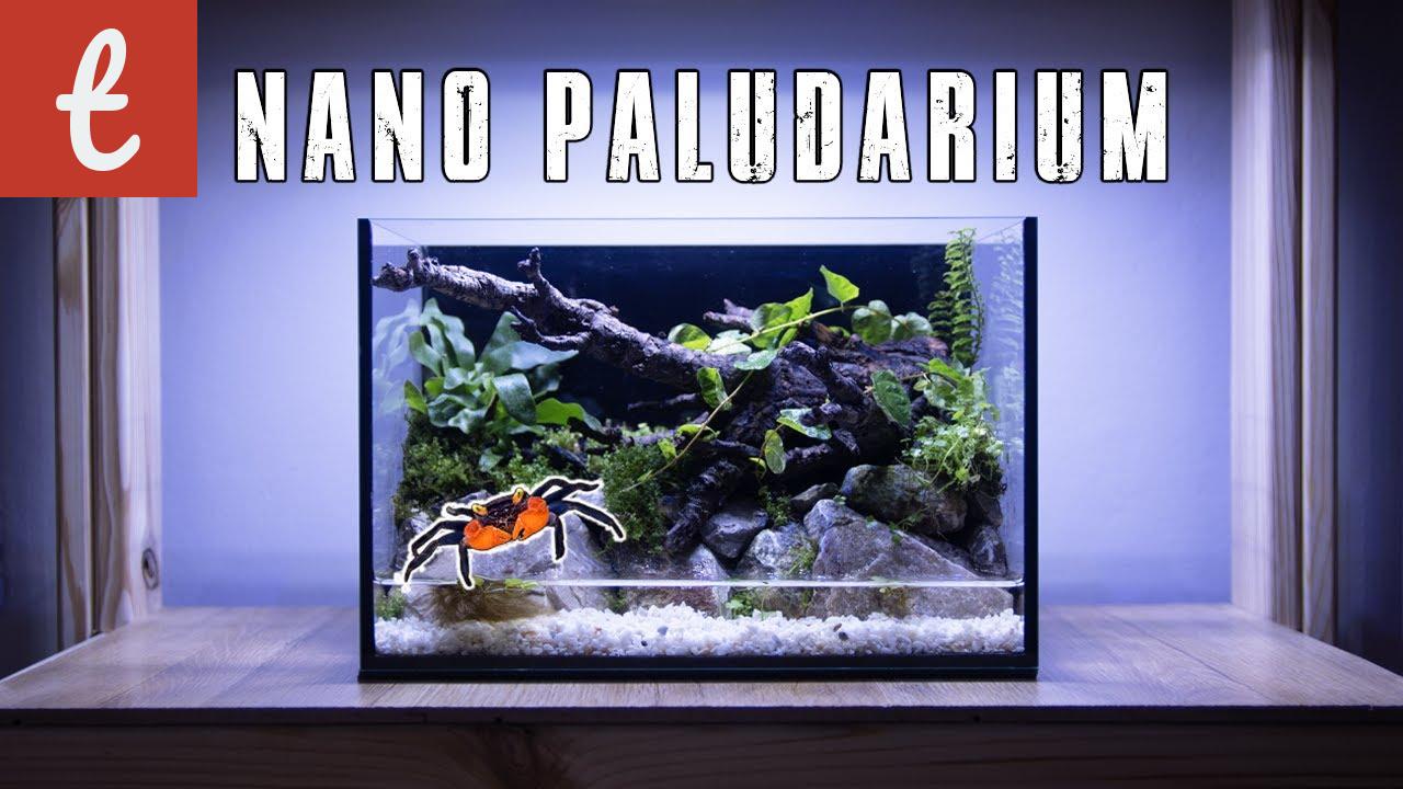 How to Set Up a Nano Paludarium: A Step-by-Step Guide