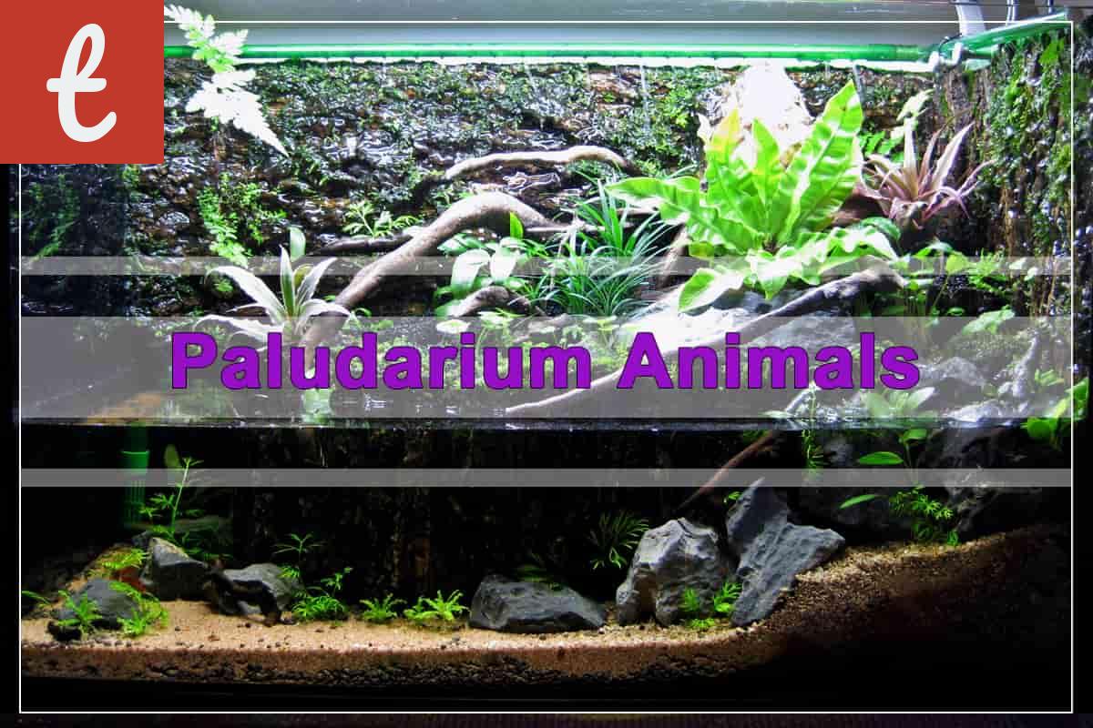 The Fascinating Microcosm: Smallest Paludariums