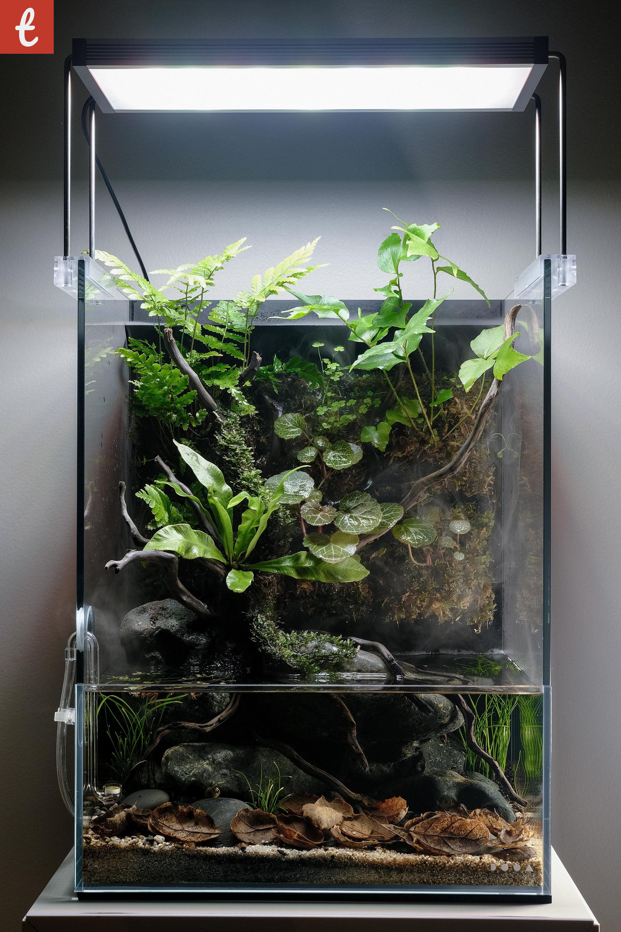 Marvels in Miniature: Discovering the Smallest Paludarium