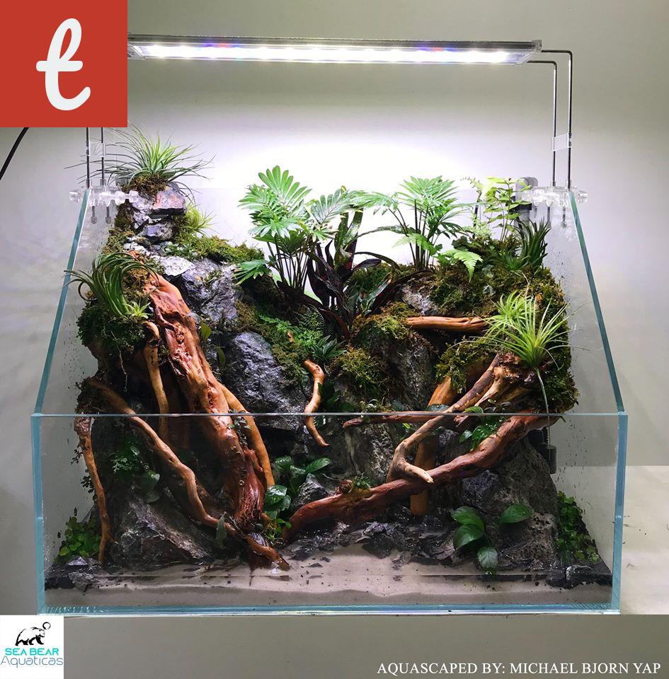 How to Create the Smallest Paludarium for Your Home