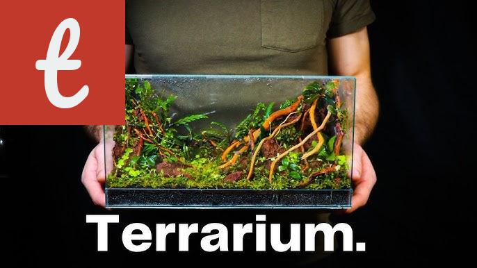 Creating a Miniature Paludarium: A Guide to the World's Smallest Ecosystem