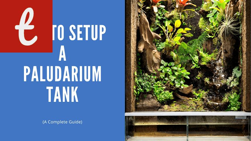 A Guide to Building the Smallest Paludarium