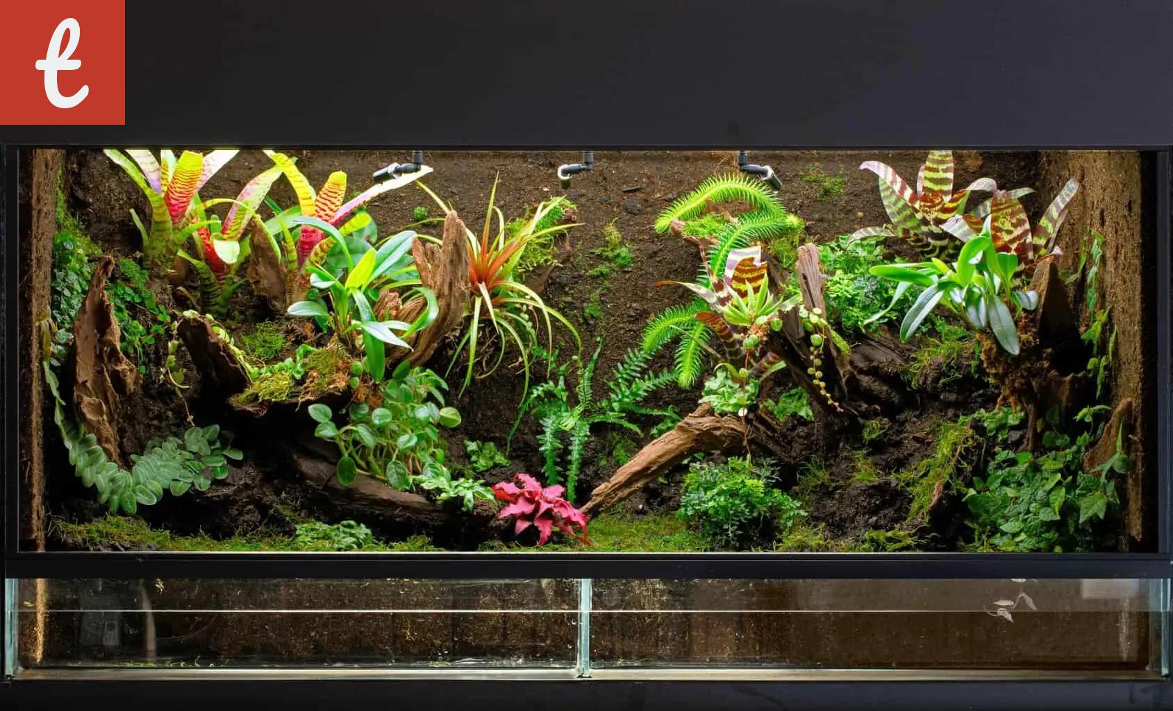 Tips for Designing the Smallest Paludarium