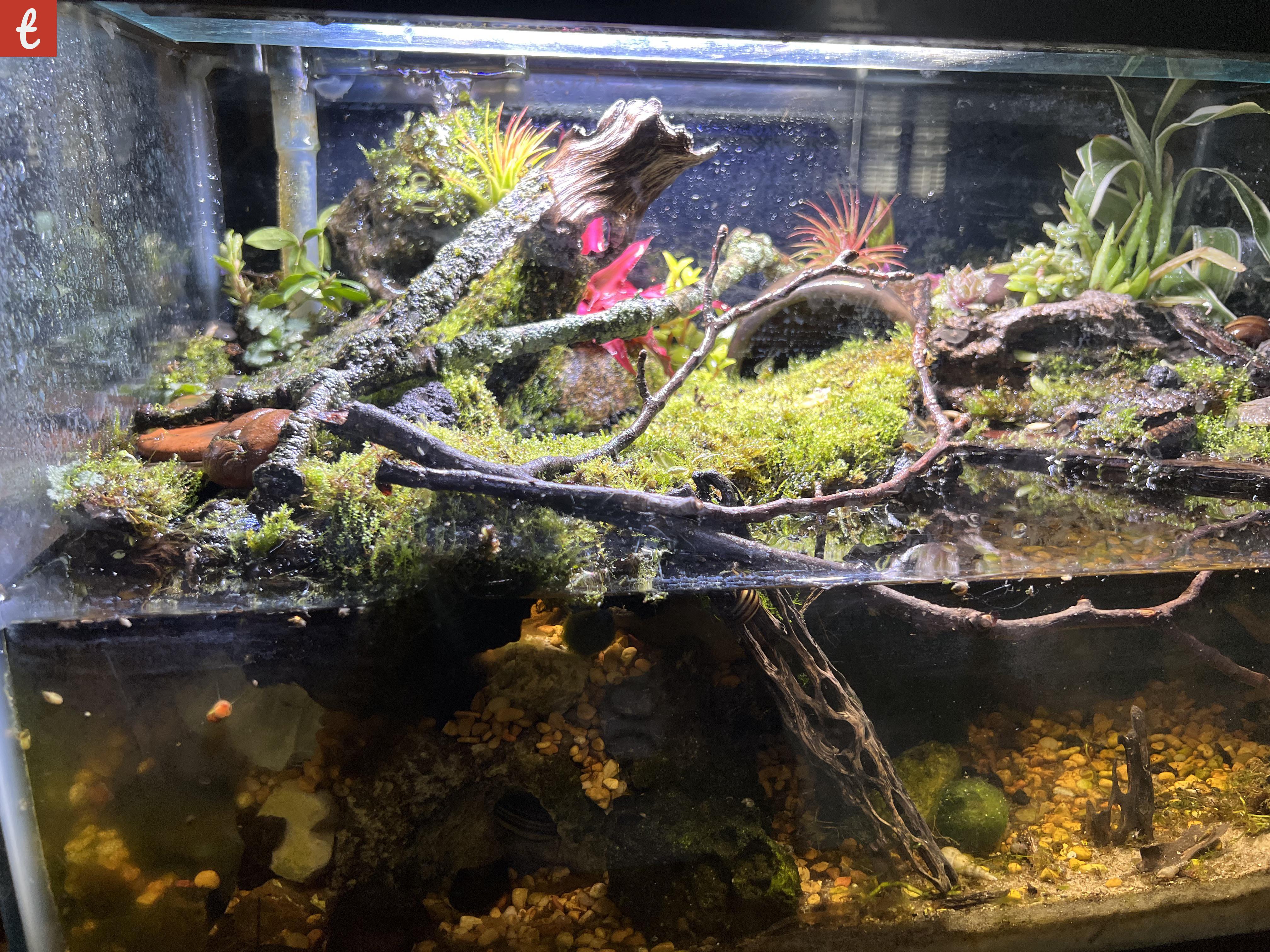 Exploring the Charming Microcosm: The Smallest Paludarium