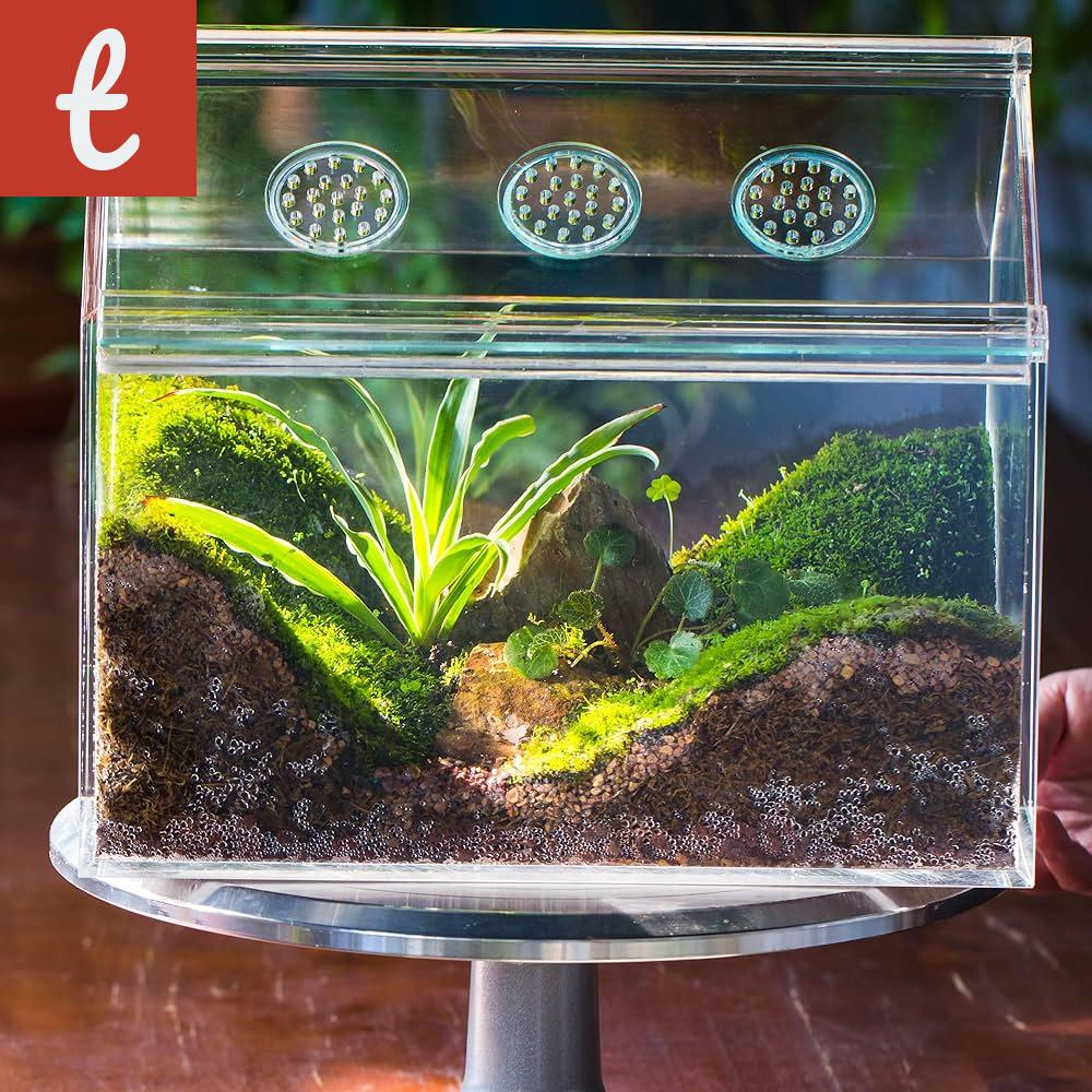 Miniature Paludariums: Tiny Homes for Aquatic Life